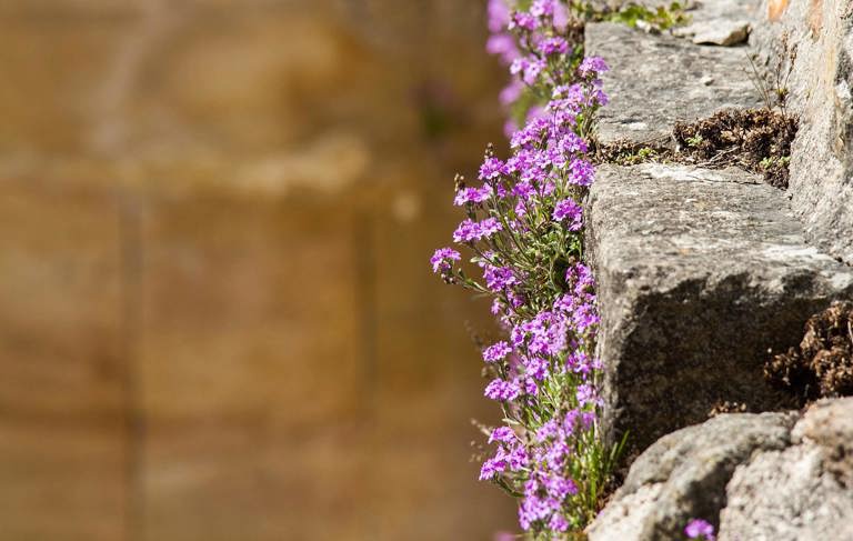 Sveta maša za družine in mlade